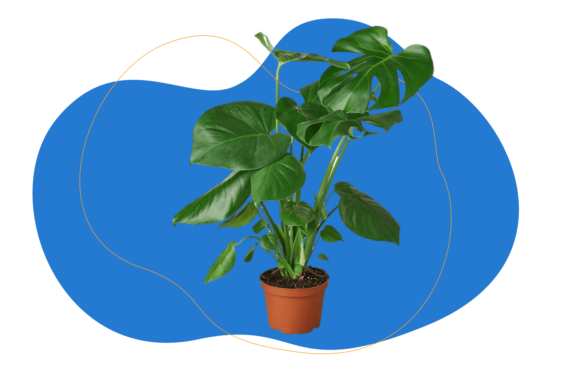 Monstera deliciosa - Gatenplant